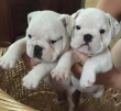 Healthy English Bulldog Puppies Available